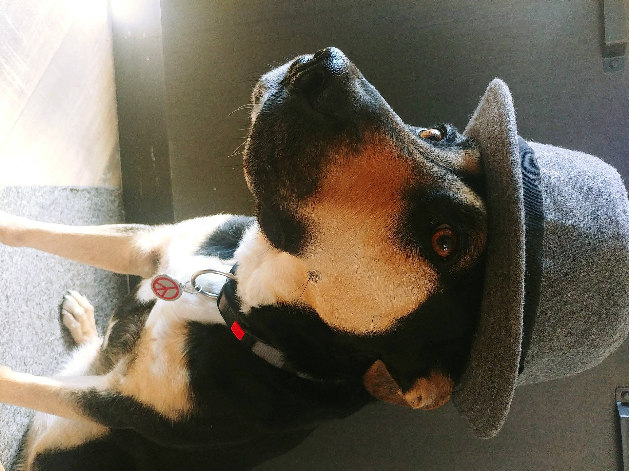 Nalah a rejoint le concours — aidez-le/la à gagner de superbes lots ! canidae, carnivore, collar, companion_dog, dog, dog_breed, dog_collar, ear, fawn, fur, guard_dog, jaw, mammal, pet_supply, snout, sporting_group, tail, vertebrate, whiskers, working_animal