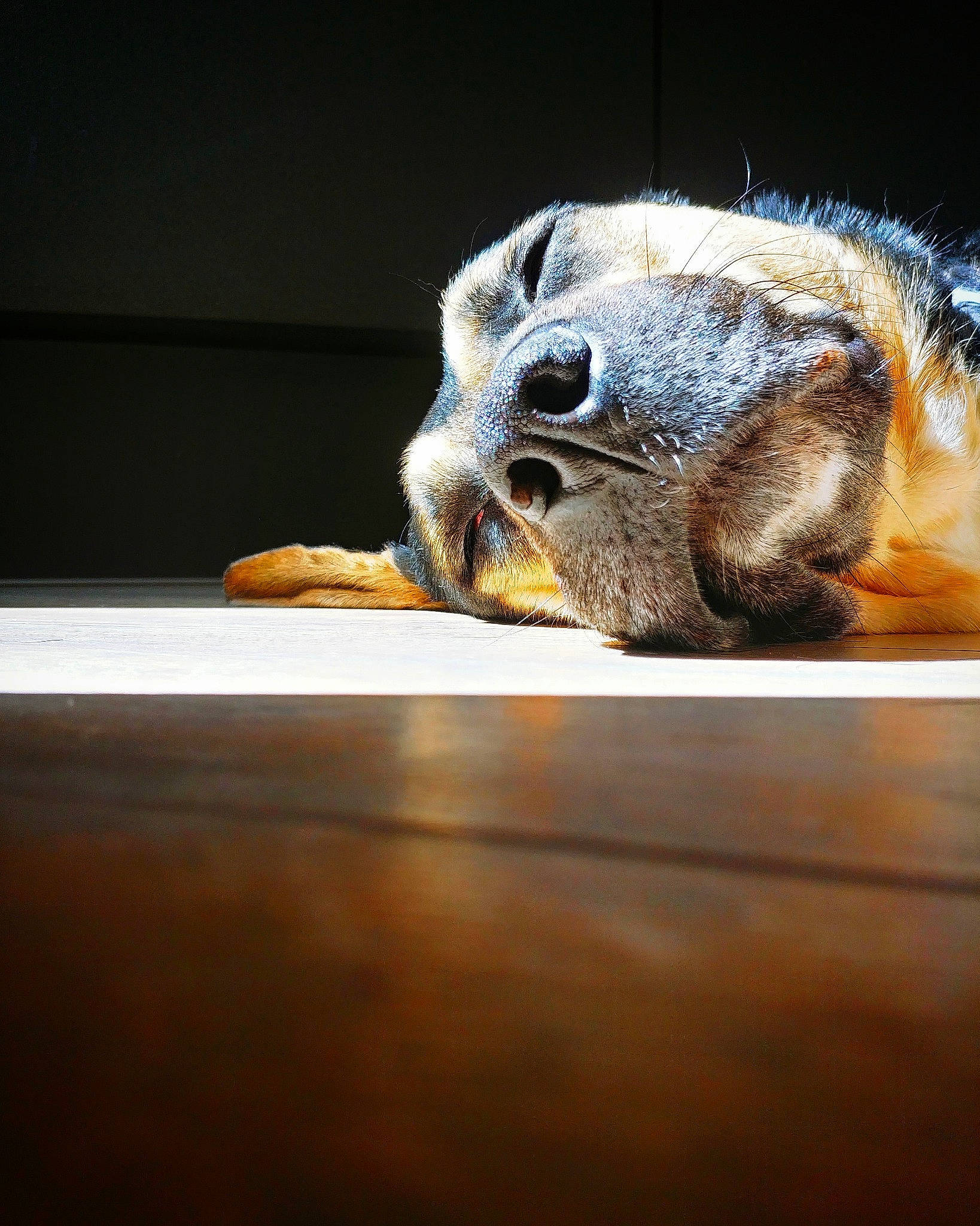 Nalah a rejoint le concours — aidez-le/la à gagner de superbes lots ! art, bird_of_prey, claw, darkness, fawn, felidae, flooring, fur, hardwood, macro_photography, metal, owl, small_to_medium_sized_cats, snout, still_life_photography, tail, terrestrial_animal, whiskers, wildlife, wood