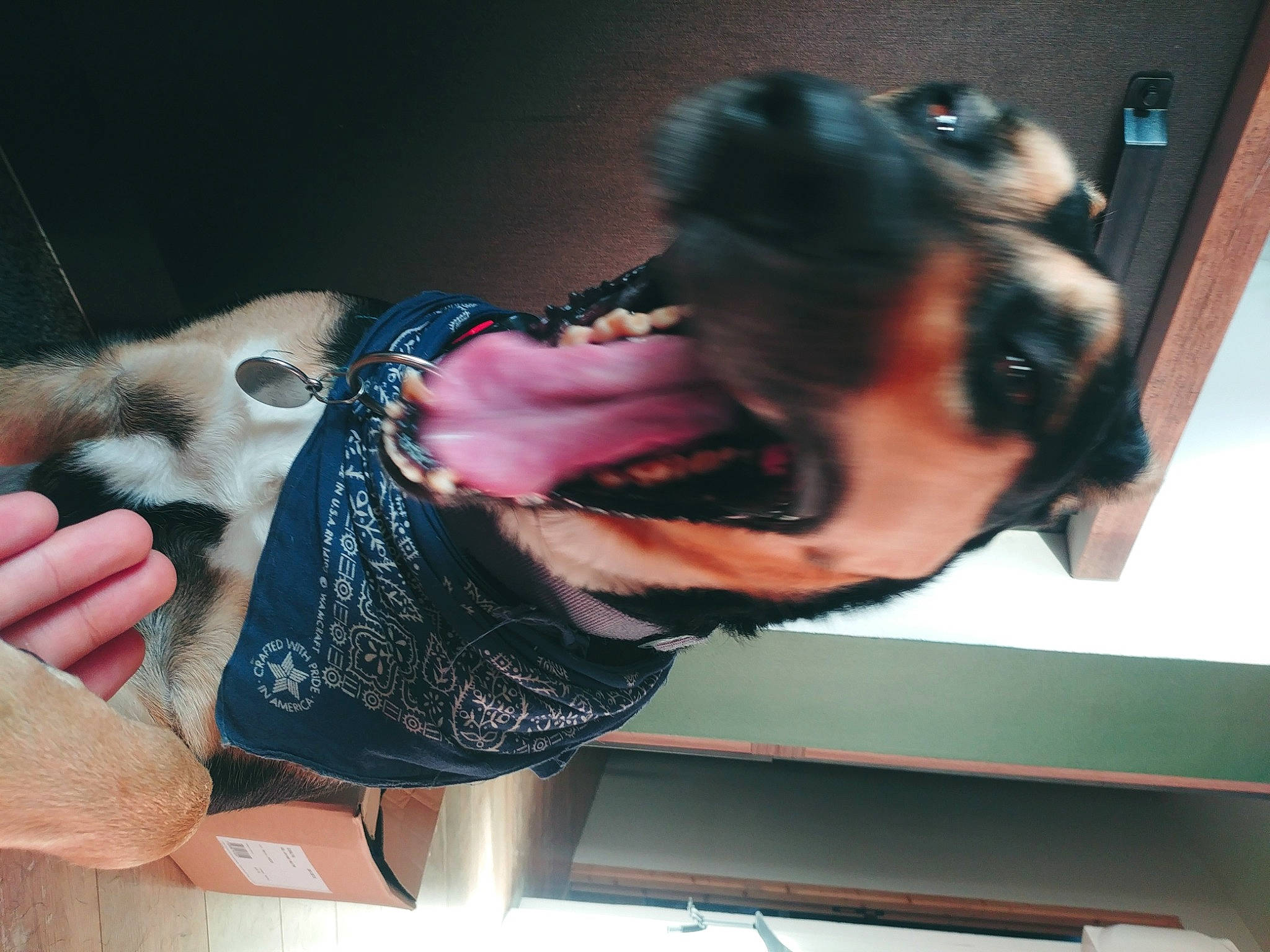 Nalah participe au concours pour gagner de l'argent avec cette photo : audio_equipment, beard, black_hair, dreadlocks, elbow, event, eyewear, facial_hair, fashion_accessory, fun, fur, hairstyle, happy, jaw, mouth, nail, shoulder, street_fashion, thumb, wrist