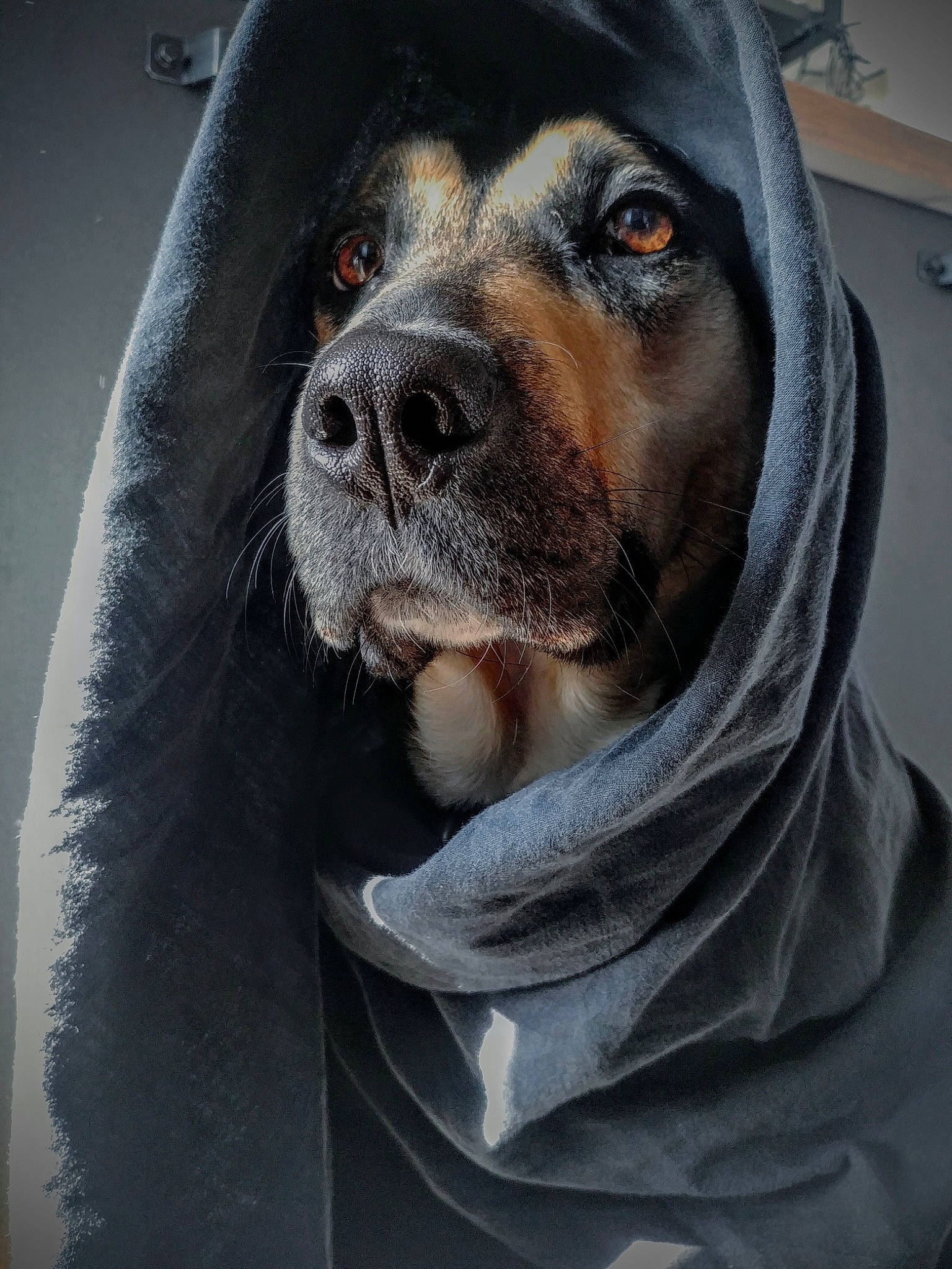 Nalah a rejoint le concours — aidez-le/la à gagner de superbes lots ! canidae, carnivore, collar, companion_dog, dog, dog_breed, dog_supply, fur, grey, guard_dog, hat, hunting_dog, pet_supply, rottweiler, snout, sporting_group, street_fashion, whiskers, working_animal, working_dog