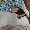 Fred joined the competition — help win amazing prizes! dog, blanket, pillow, bed, carpet, resting, cozy, indoor, brown, white, spotted, animal, pet, sleepy, comfort, furniture, dinosaur_pattern, relaxing, snuggled, domestic
