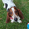 Fred is registered to the contest to win money with this photo: dog, basset_hound, pet, animal, grass, outdoor, cute, brown, white, black, ears, face, looking_up, collar, toy, playful, fur, canine, nature, friendly