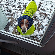 Fred is registered to the contest to win money with this photo: dog, snow, raincoat, yellow_clothing, blue_hood, wooden_deck, outdoor, pet, canine, looking_up, winter, cold_weather, door, glass, animal, fur, paw, tail, weather, coat