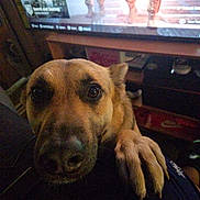 Hennessy is registered to the contest to win money with this photo: dog, paw, close_up, indoor, television, game_menu, person, lap, brown_dog, canine, pet, watching, curious, animal, furniture, living_room, screen, footwear, casual, comfort