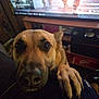 dog, paw, close_up, indoor, television, game_menu, person, lap, brown_dog, canine, pet, watching, curious, animal, furniture, living_room, screen, footwear, casual, comfort