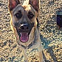 Hennessy is registered to the contest to win money with this photo: dog, german_shepherd, canine, pet, animal, outdoor, sunlight, rocky_ground, happy, tongue_out, ears_up, close_up, muzzle, collar, walking, nature, daylight, looking_at_camera, fur, four_legs