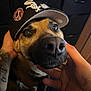 Hennessy joined the competition — help win amazing prizes! dog, canine, pet, cap, baseball_cap, tattoo, hand, close_up, indoor, brown_fur, black_fur, nose, eyes, portrait, animal, cute, friendly, domestic_animal, face, headwear