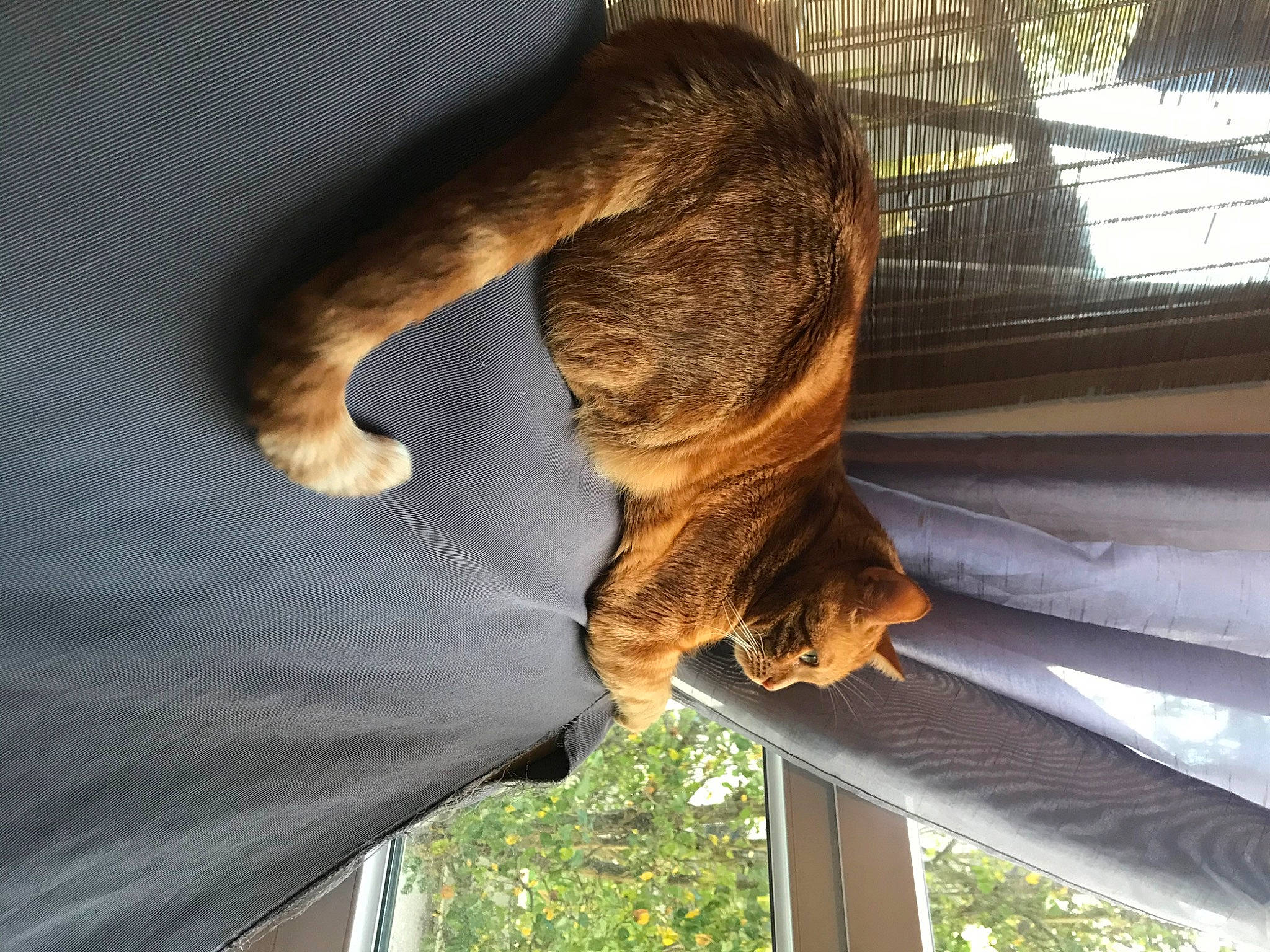 Mimoune a rejoint le concours — aidez-le/la à gagner de superbes lots ! carnivore, cat, claw, dog_breed, fawn, felidae, fur, hand, human_leg, light, metal, small_to_medium_sized_cats, snout, sporting_group, tail, terrestrial_animal, tints_and_shades, tree, whiskers, wood