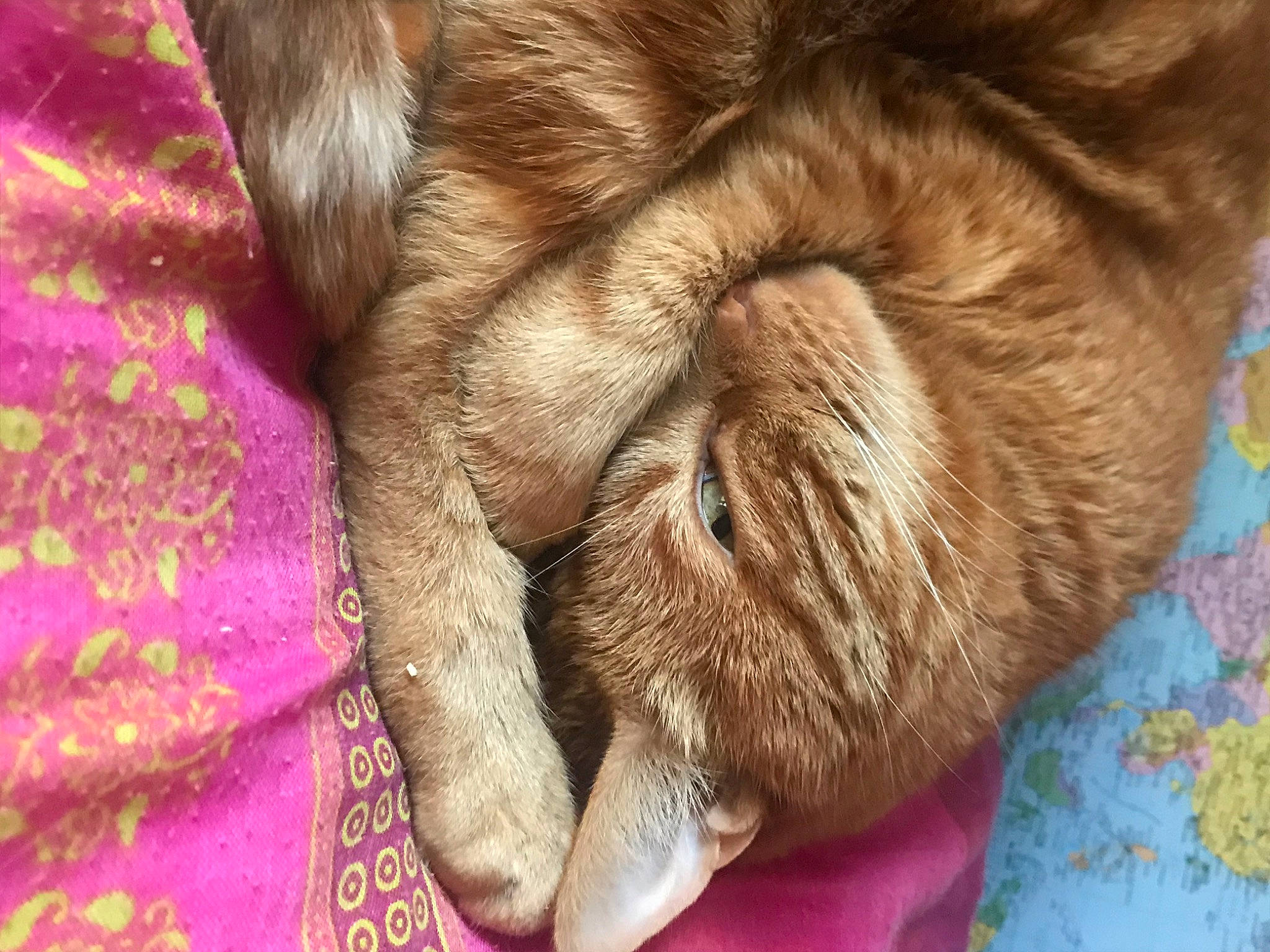 Mimoune participe au concours pour gagner de l'argent avec cette photo : cat, claw, close_up, comfort, domestic_short_haired_cat, fawn, felidae, fur, gesture, human_leg, liver, magenta, small_to_medium_sized_cats, sporting_group, tail, terrestrial_animal, textile, whiskers, wood, wrinkle