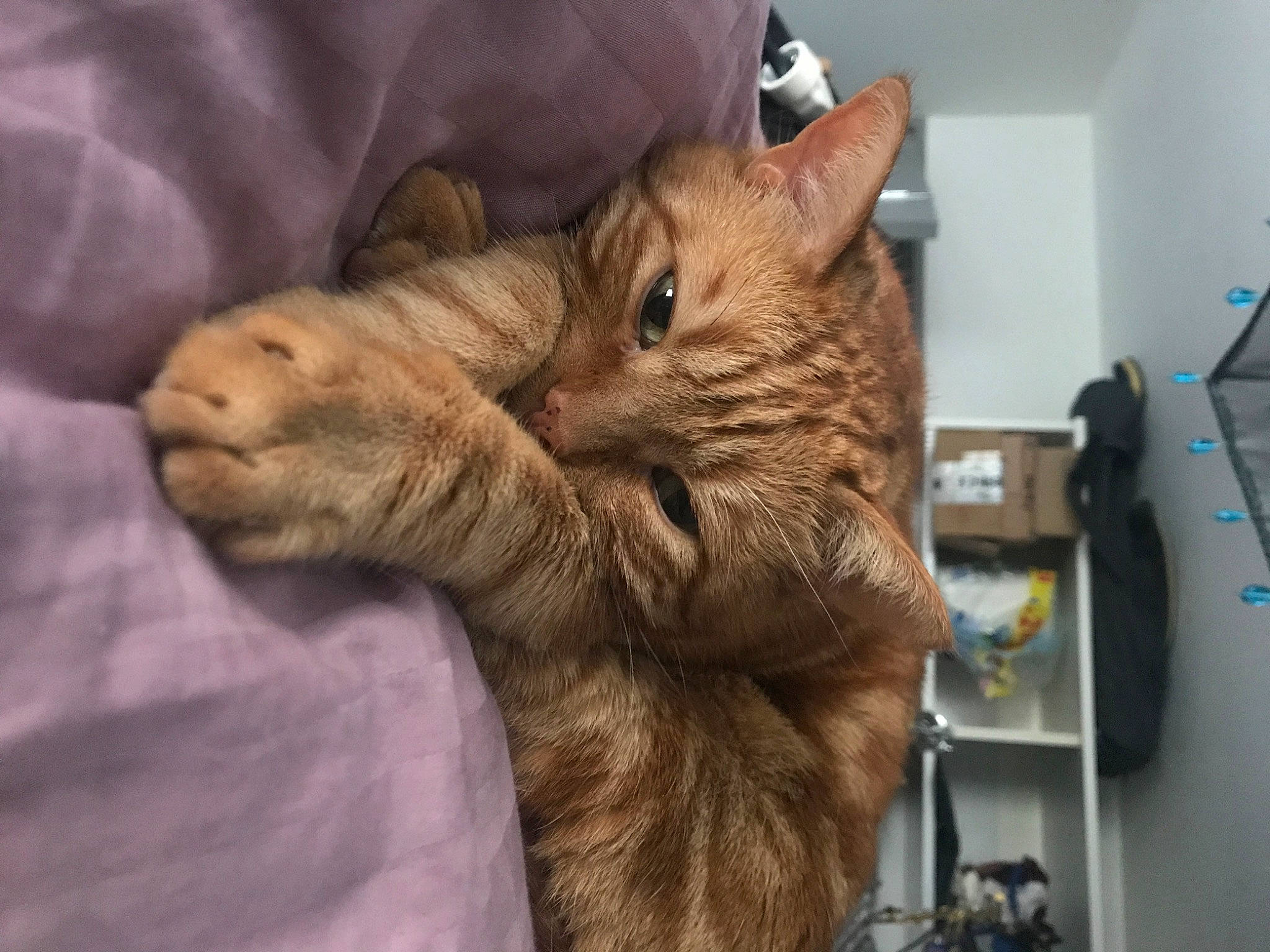 Mimoune participe au concours pour gagner de l'argent avec cette photo : art, carnivore, cat, claw, comfort, domestic_short_haired_cat, ear, fawn, felidae, fur, gesture, nap, paw, small_to_medium_sized_cats, snout, tail, whiskers