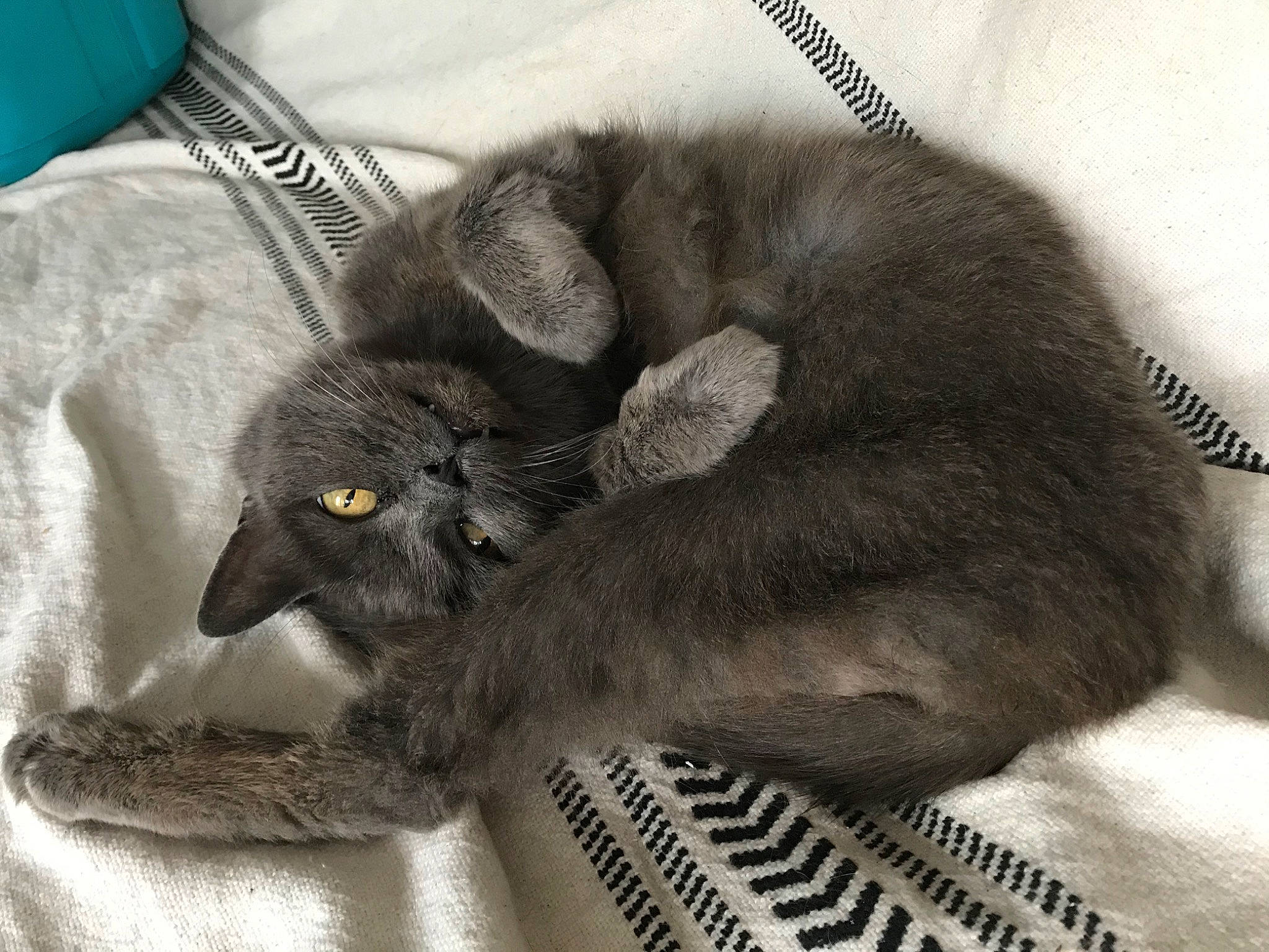 Minette a rejoint le concours — aidez-le/la à gagner de superbes lots ! black_cat, carnivore, cat, claw, comfort, domestic_short_haired_cat, felidae, fur, grey, nap, paw, russian_blue, small_to_medium_sized_cats, snout, tail, terrestrial_animal, whiskers