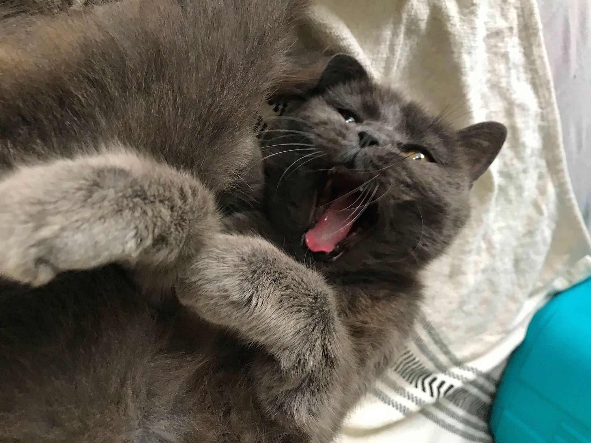 Minette participe au concours pour gagner de l'argent avec cette photo : bombay, carnivore, cat, claw, comfort, domestic_short_haired_cat, eye, fang, felidae, foot, fur, gesture, grey, jaw, paw, small_to_medium_sized_cats, snout, terrestrial_animal, whiskers, yawn