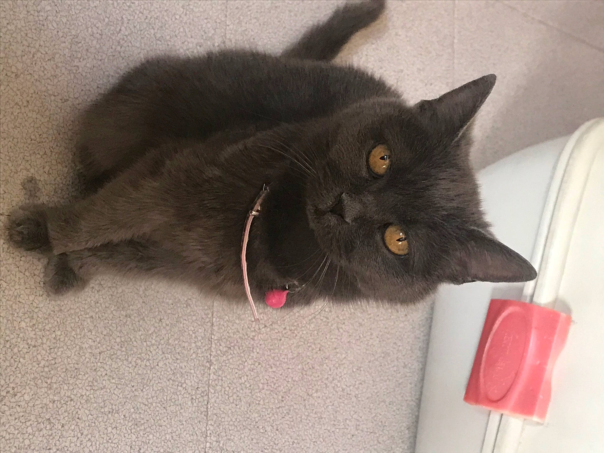 Minette a rejoint le concours — aidez-le/la à gagner de superbes lots ! black_cat, bombay, carmine, carnivore, cat, claw, collar, comfort, domestic_short_haired_cat, felidae, fur, grey, havana_brown, small_to_medium_sized_cats, tail, whiskers