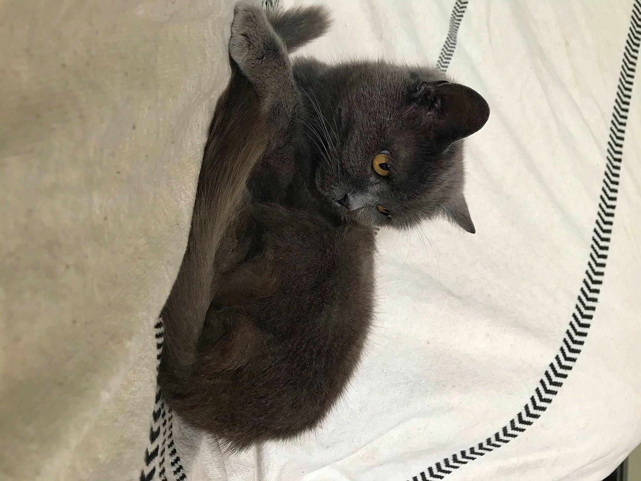 Minette participe au concours pour gagner de l'argent avec cette photo : black_cat, carnivore, cat, cat_supply, claw, comfort, domestic_short_haired_cat, fashion_accessory, felidae, fur, grey, linens, pattern, pet_supply, russian_blue, small_to_medium_sized_cats, snout, tail, terrestrial_animal, whiskers