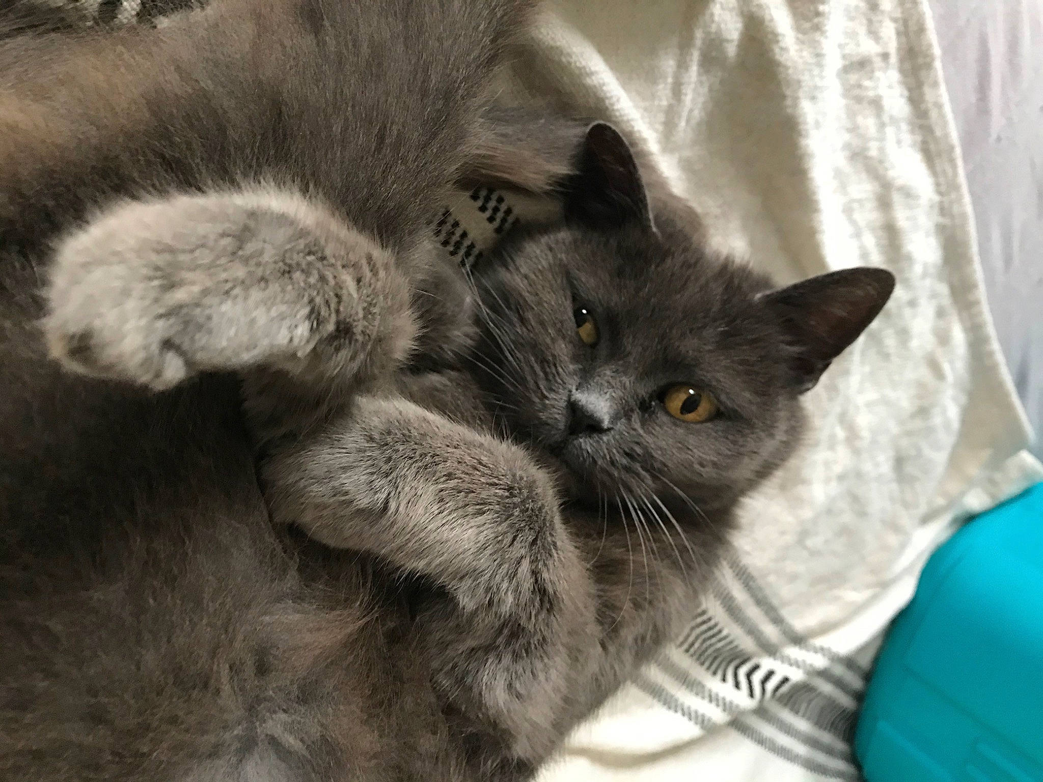 Minette participe au concours pour gagner de l'argent avec cette photo : black_cat, carnivore, cat, chartreux, claw, comfort, domestic_short_haired_cat, felidae, fur, grey, linens, nap, paw, russian_blue, small_to_medium_sized_cats, snout, tail, terrestrial_animal, whiskers