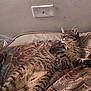 animal, bedspread, cat, cozy, ears, feline, fur, home, indoor, lying_down, patterned_fabric, paw, pet, relaxed, resting, sleepy, soft_lighting, tabby_cat, wall, whiskers