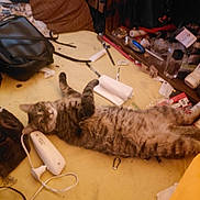 Rhett Butler joined the competition — help win amazing prizes! cat, tabby_cat, lying_down, yellow_surface, clutter, bag, paper_towel, electronic_cable, indoor, furniture, messy, pet, animal, relaxed, fur, striped, domestic_cat, household_item, cord, black_bag