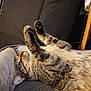 cat, tabby, sleeping, relaxed, paws, fur, pet, indoor, cushion, cozy, resting, whiskers, animal, mammal, feline, cute, domestic, closeup, comfort, nap