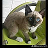 cat, siamese_cat, blue_eyes, pet, animal, sitting, chair, green_chair, bell, collar, whiskers, fur, cream_fur, dark_ears, dark_face, white_paws, indoor, tiled_background, portrait, social_media_watermark