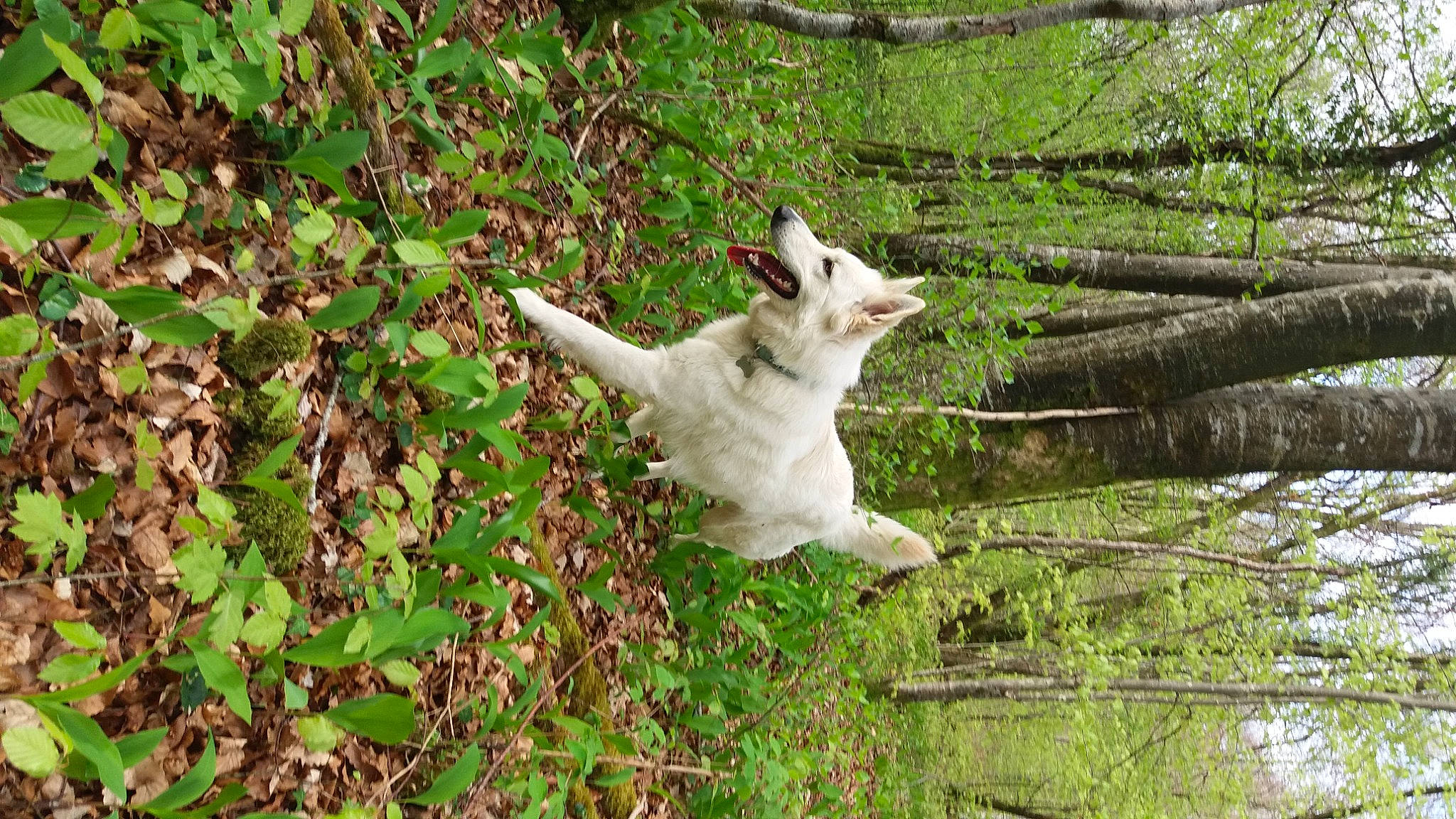 Lorka a rejoint le concours — aidez-le/la à gagner de superbes lots ! beak, canidae, cow_goat_family, dog_breed, fawn, forest, goat, goats, grass, groundcover, pasture, plant, sulphur_crested_cockatoo, tail, terrestrial_animal, tree, trunk, twig, vertebrate, wood