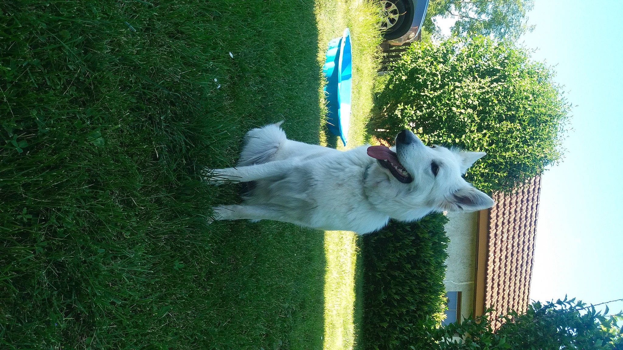 Lorka a rejoint le concours — aidez-le/la à gagner de superbes lots ! ancient_dog_breeds, ball, building, canidae, carnivore, collar, companion_dog, dog, dog_breed, fawn, grass, green, lawn, plant, sky, sporting_group, tail, tire, tree, working_dog