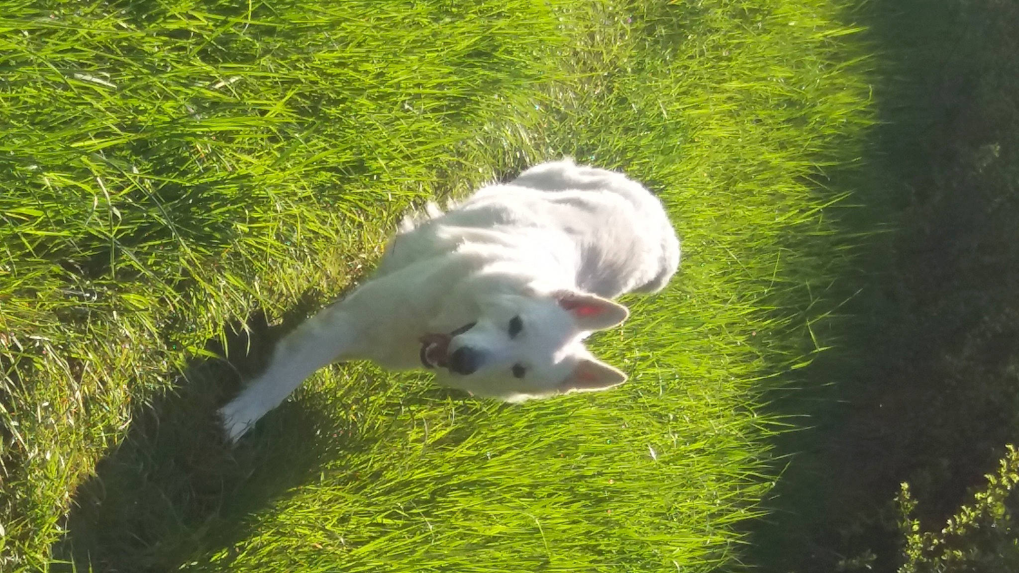 Lorka a rejoint le concours — aidez-le/la à gagner de superbes lots ! canidae, carnivore, companion_dog, dog, dog_breed, felidae, fur, grass, grass_family, grassland, lawn, plant, shrub, small_to_medium_sized_cats, snout, sporting_group, tail, toy_dog, tree, working_animal