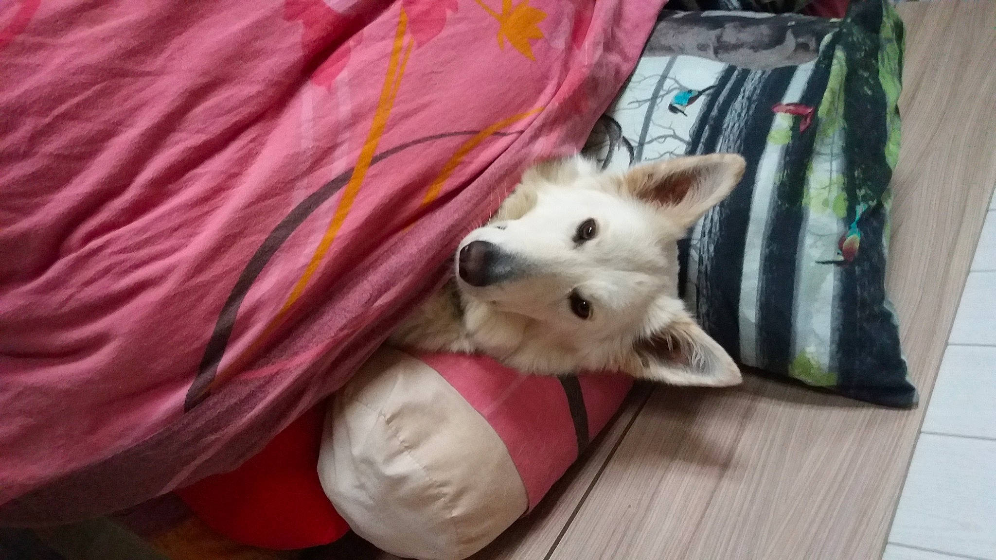 Lorka a rejoint le concours — aidez-le/la à gagner de superbes lots ! bedding, canidae, carnivore, comfort, companion_dog, dog, dog_breed, felidae, flooring, fur, hardwood, linens, magenta, non_sporting_group, small_terrier, small_to_medium_sized_cats, sporting_group, toy_dog, wood