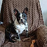 dog, french_bulldog, pet, animal, indoor, chair, armchair, brown, texture, toy, rope_toy, sitting, looking, cute, companion, domestic, fur, ears, face, paw