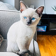 Royal is registered to the contest to win money with this photo: kitten, cat, siamese_cat, blue_eyes, pet, feline, indoor, couch, sofa, crossed_paws, living_room, wooden_floor, television, houseplant, domestic_animal, cute, young, fur, whiskers, cozy