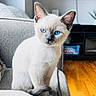 kitten, cat, siamese_cat, blue_eyes, pet, feline, indoor, couch, sofa, crossed_paws, living_room, wooden_floor, television, houseplant, domestic_animal, cute, young, fur, whiskers, cozy