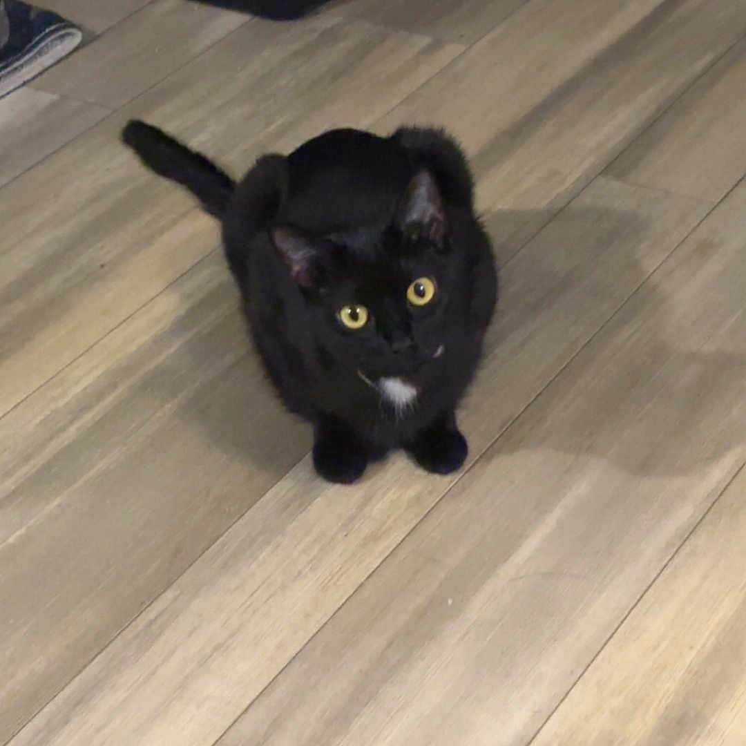 Midnight joined the competition — help win amazing prizes! animal, black_cat, cat, curious, cute, domestic, feline, flooring, fur, household, indoor, litter_box, looking_up, pet, sitting, small, whiskers, white_patch, wooden_floor, yellow_eyes