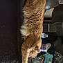 cat, orange_cat, stretching, furniture, couch, blanket, water_bottle, table, household_items, indoor, fur, pet, relaxing, clutter, decor, cozy, leather, sleeping_cat, tabby, nap