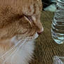 Nacho is registered to the contest to win money with this photo: cat, orange_tabby, whiskers, close_up, profile, sleepy, wooden_table, water_bottle, pet, feline, indoor, fur, calm, side_view, animal, domestic_cat, closeup, table_surface, relaxed, household