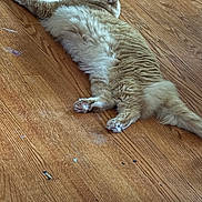 Nacho joined the competition — help win amazing prizes! cat, orange_tabby, fluffy, lying_down, wooden_floor, relaxed, pet, indoor, animal, feline, paws, fur, sleepy, home, cozy, resting, cute, mammal, whiskers, tail
