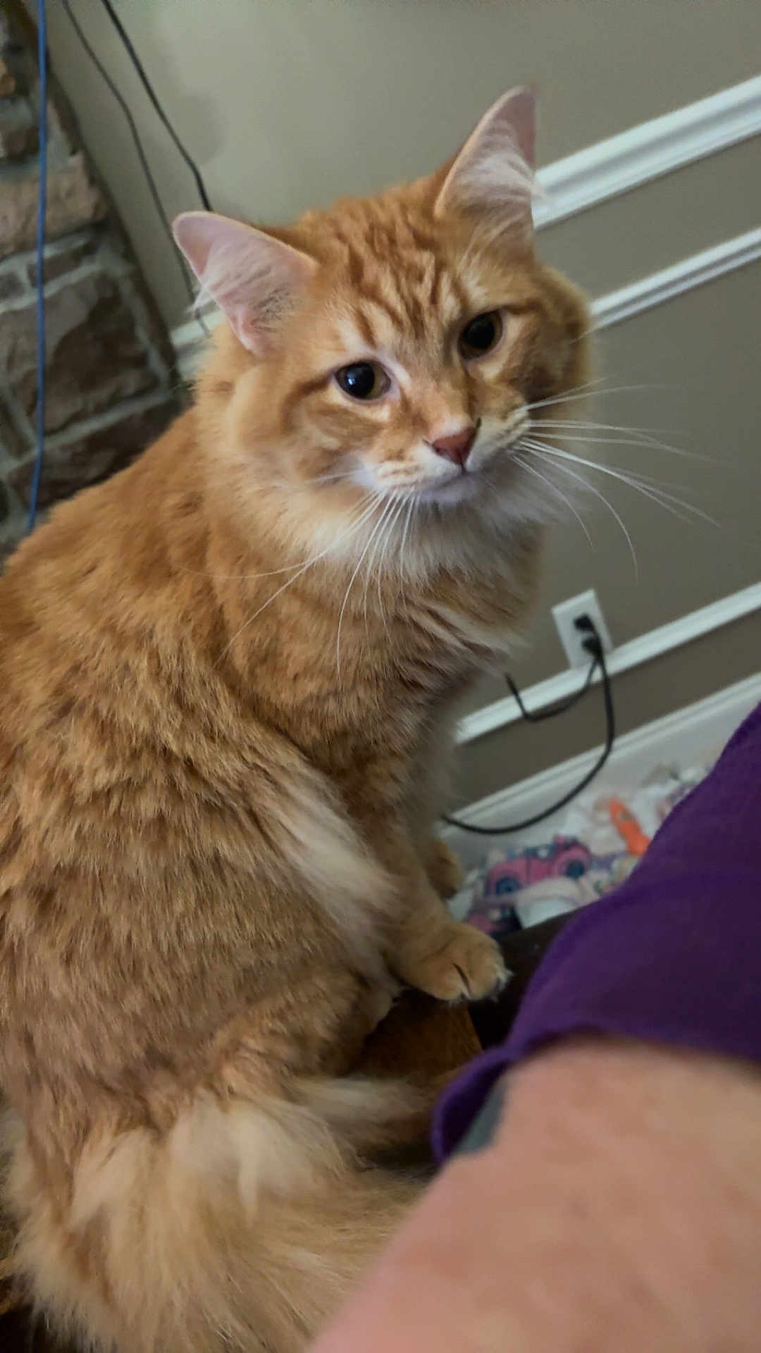 Nacho is registered to the contest to win money with this photo: cat, orange_tabby, fluffy_fur, indoor, pet, animal, curious, sitting, closeup, whiskers, ears, tail, furniture, wall, power_outlet, cord, stone_wall, purple_clothing, human_arm, cozy