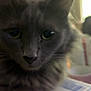 Lotus is registered to the contest to win money with this photo: cat, gray_cat, indoor, close_up, feline, pet, box, fur, whiskers, ears, eyes, animal, domestic_animal, cute, portrait, soft_focus, blur, window_light, household, mammal