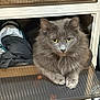 Lotus is registered to the contest to win money with this photo: cat, gray_cat, fluffy, pet, indoor, cabinet, clothes, shelf, yellow_eyes, feline, relaxed, fur, domestic_animal, resting, curious, whiskers, ears, animal, household, cozy
