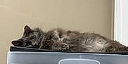 Lotus is registered to the contest to win money with this photo: cat, gray_cat, fluffy, lying_down, indoor, storage_container, plastic, furniture, relaxed, pet, animal, fur, whiskers, green_eyes, cozy, home, curious, resting, quiet, calm