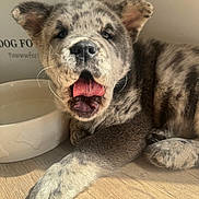 Zira joined the competition — help win amazing prizes! puppy, dog, tongue_out, spotted_fur, paw, dog_bowl, wooden_floor, indoor, pet, young_dog, cute, animal, close_up, fur, resting, sunlight, playful, domestic, canine, adorable