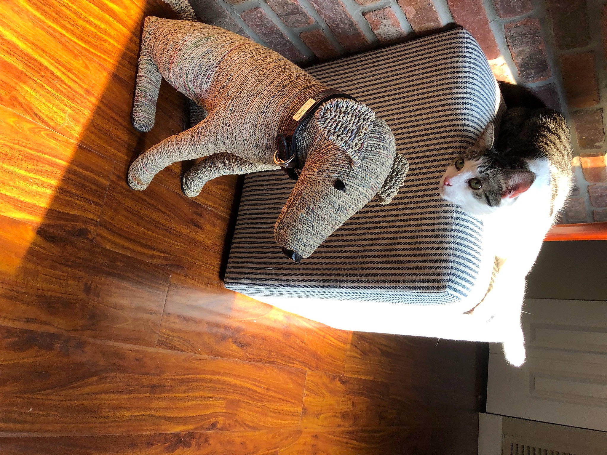 Beau joined the competition — help win amazing prizes! art, brick, brown, fawn, felidae, flooring, hardwood, metal, pattern, pet_supply, plank, plywood, rectangle, room, small_to_medium_sized_cats, tail, varnish, wood, wood_flooring, wood_stain