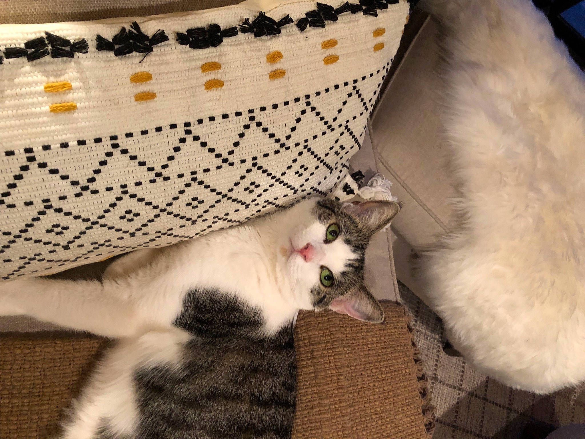 Beau joined the competition — help win amazing prizes! bag, carnivore, cat, claw, comfort, couch, domestic_short_haired_cat, fawn, felidae, fur, linens, luggage_and_bags, pattern, paw, room, small_to_medium_sized_cats, tail, throw_pillow, whiskers, wood
