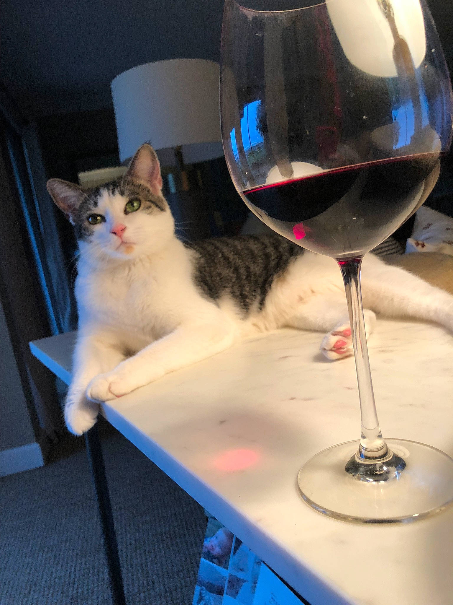 Beau joined the competition — help win amazing prizes! aperitif, barware, burgundy_wine, carnivore, cat, chair, champagne_stemware, classic_cocktail, dessert_wine, drinkware, felidae, red_wine, small_to_medium_sized_cats, snifter, stemware, table, tableware, whiskers, wine, wine_glass