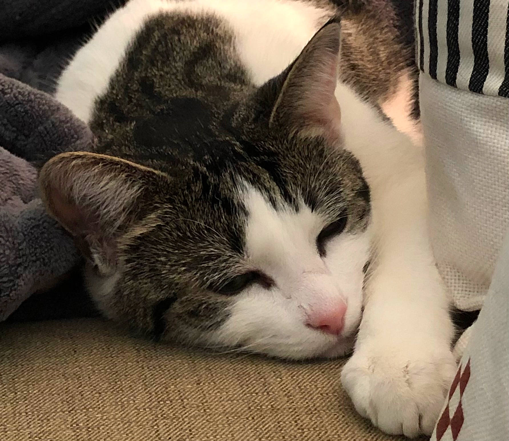 Beau joined the competition — help win amazing prizes! bored, carnivore, cat, claw, comfort, domestic_short_haired_cat, ear, felidae, foot, fur, love, nap, nose, paw, sleep, small_to_medium_sized_cats, snout, tail, terrestrial_animal, whiskers