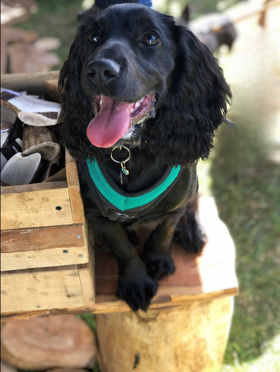 Luna is registered to the contest to win money with this photo: borador, canidae, carnivore, cocker_spaniel, collar, companion_dog, dog, dog_breed, dog_collar, fur, gun_dog, leash, liver, pet_supply, retriever, spaniel, sporting_group, wood, working_animal, working_dog