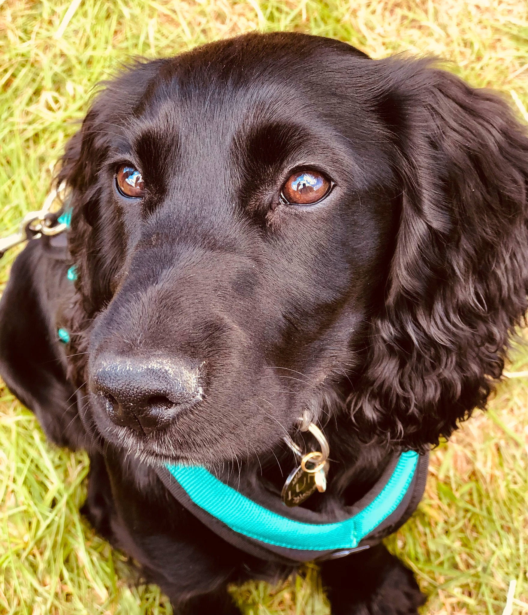 Luna joined the competition — help win amazing prizes! borador, canidae, carnivore, collar, companion_dog, dog, dog_breed, dog_collar, fur, gun_dog, hat, hunting_dog, liver, pet_supply, snout, sporting_group, whiskers, working_animal