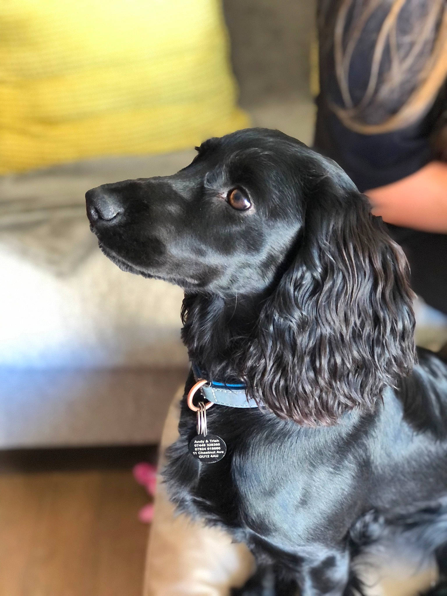 Luna is registered to the contest to win money with this photo: borador, canidae, carnivore, collar, companion_dog, dog, dog_breed, dog_collar, fur, gun_dog, hunting_dog, leash, liver, retriever, snout, sporting_group, whiskers, working_animal, working_dog