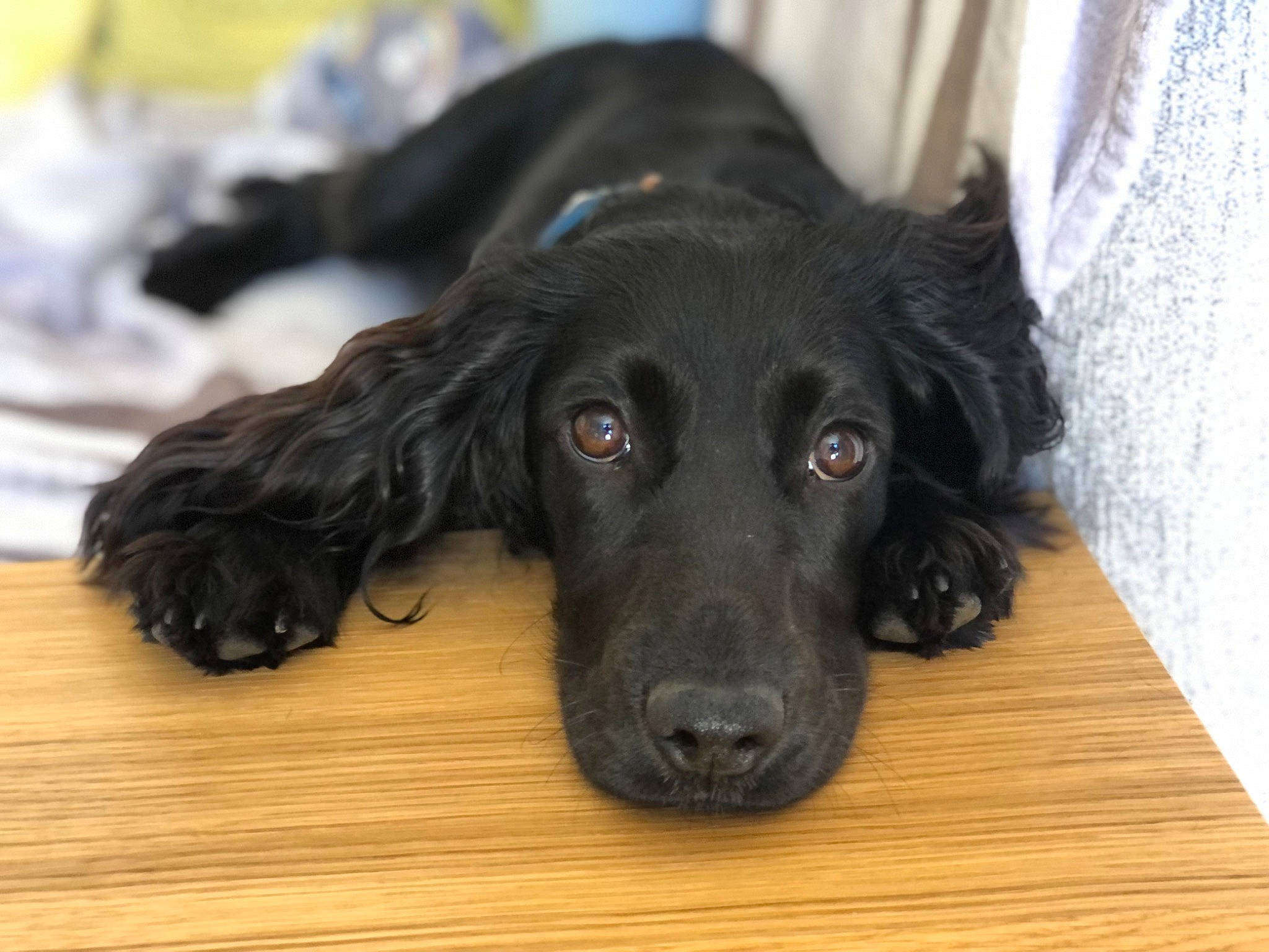 Luna joined the competition — help win amazing prizes! borador, canidae, carnivore, companion_dog, curtain, dog, dog_breed, dog_collar, ear, fur, gun_dog, hardwood, liver, retriever, snout, spaniel, sporting_group, whiskers, wood, working_animal