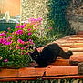 cat, black_cat, yellow_eyes, flower, pink_flower, ivy, roof, terracotta_tiles, stone_wall, greenery, outdoor, sunlight, plant, nature, animal, pet, feline, daylight, garden, vibrant