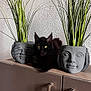black_cat, cat, plant_pot, face_pot, green_plant, indoor, cabinet, decor, modern, furniture, yellow_eyes, pet, animal, relaxing, textured_wall, houseplant, home, cozy, portrait, still_life