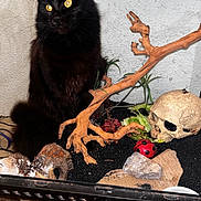 Xena participe au concours pour gagner de l'argent avec cette photo : black_cat, cat, yellow_eyes, skull, branch, rock, ladybug_figurine, terrarium, vivarium, decor, indoor, pet, animal, curious, glass, container, plant, soil, black_fur, wall